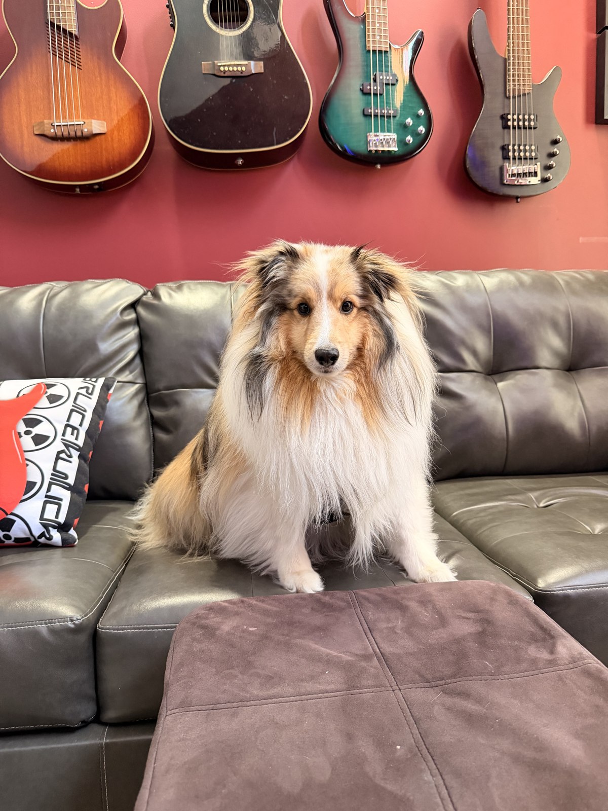 Tucker the dog sitting on a sofa beneath the guitar wall